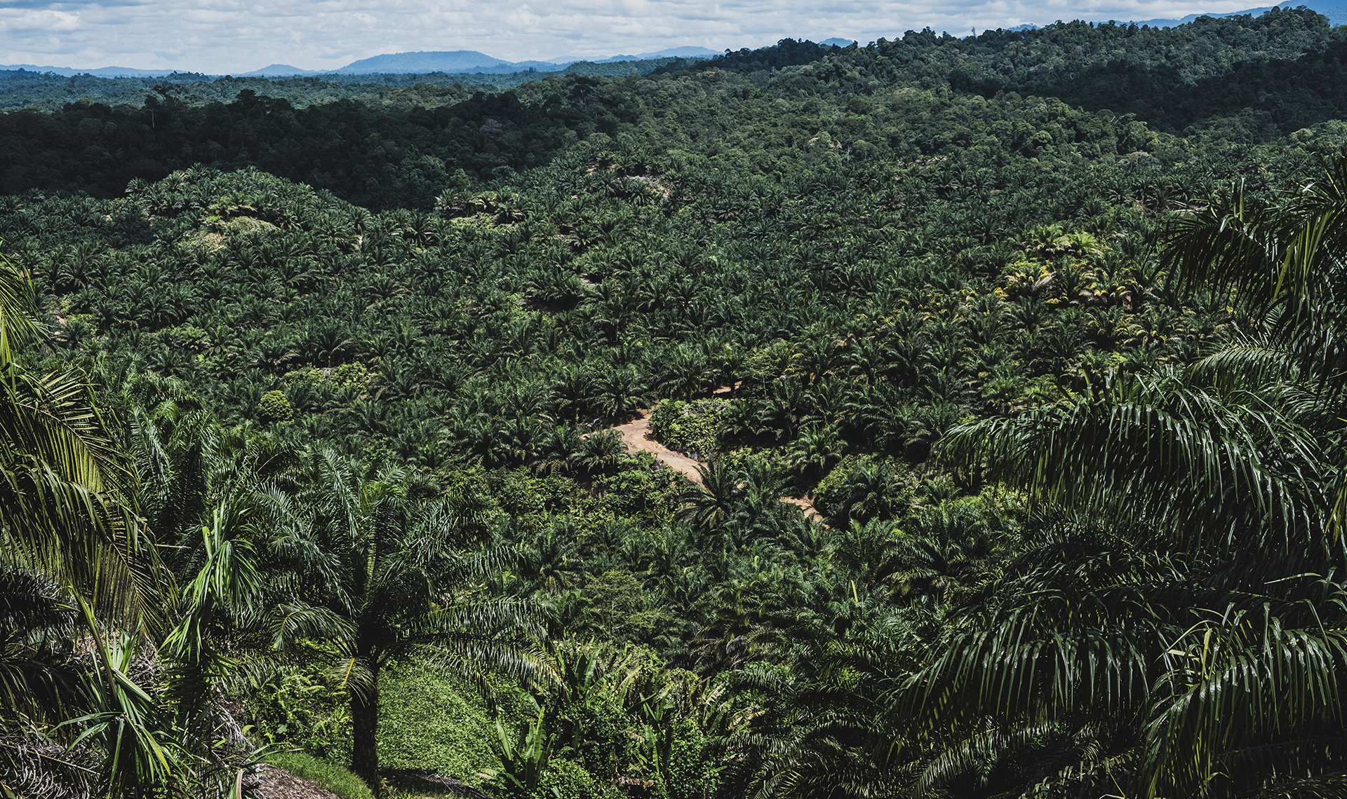 L'huile de palme