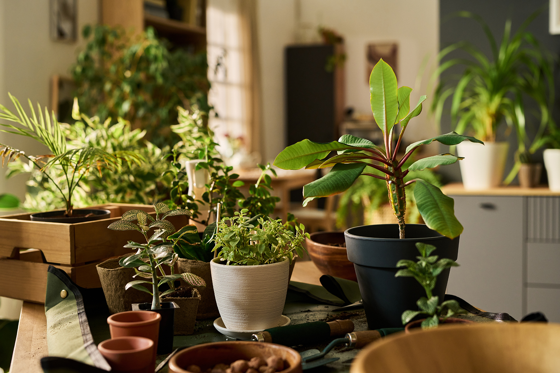 Feuillage luxuriant de plantes d'intérieur