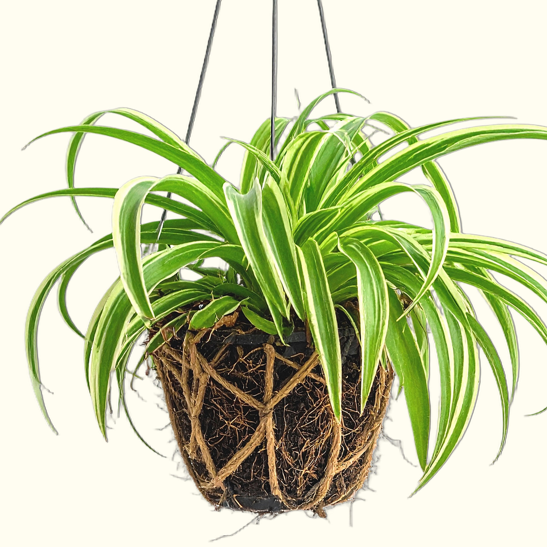 Plante araignée, Chlorophytum comosum