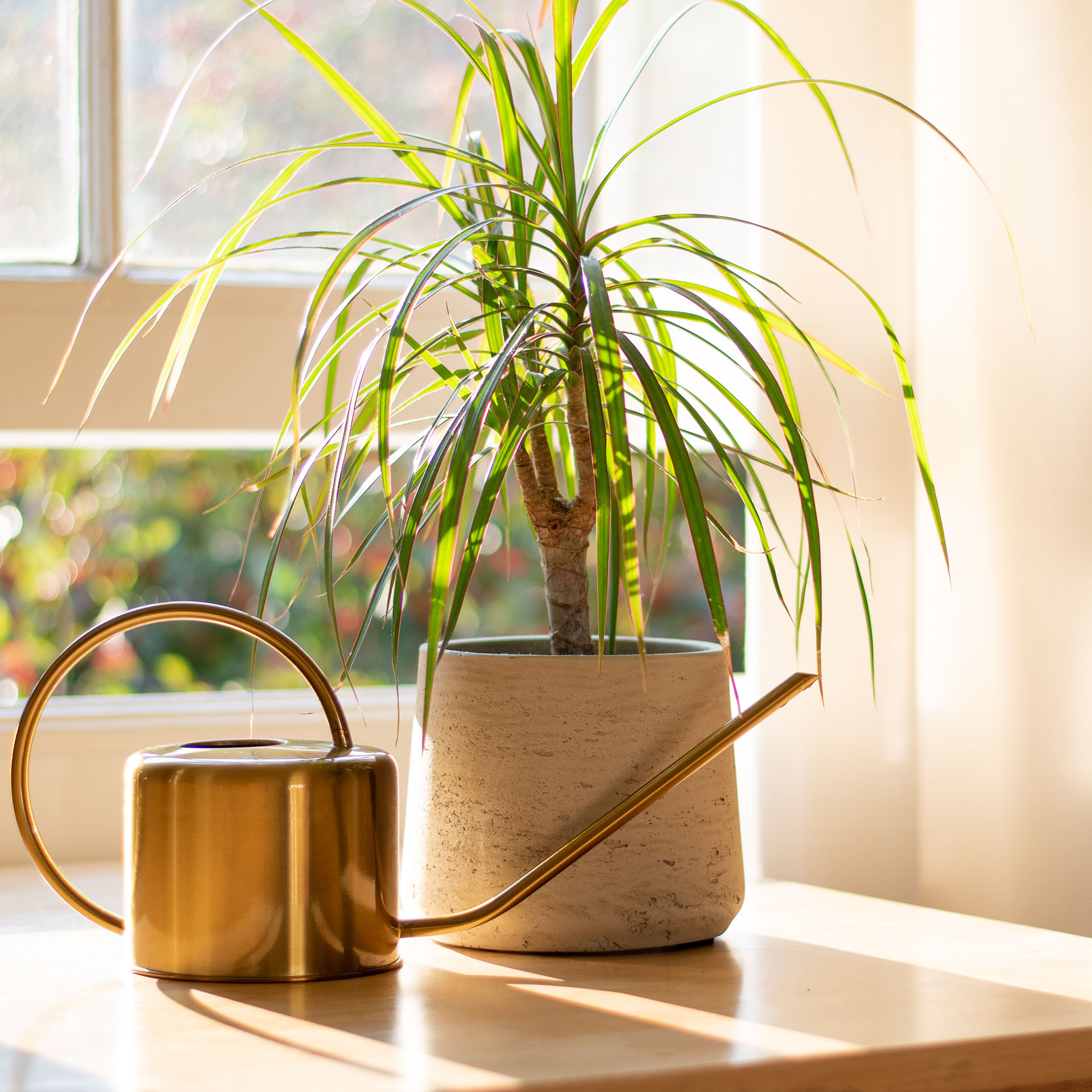 Dracaena, Dracaena marginata