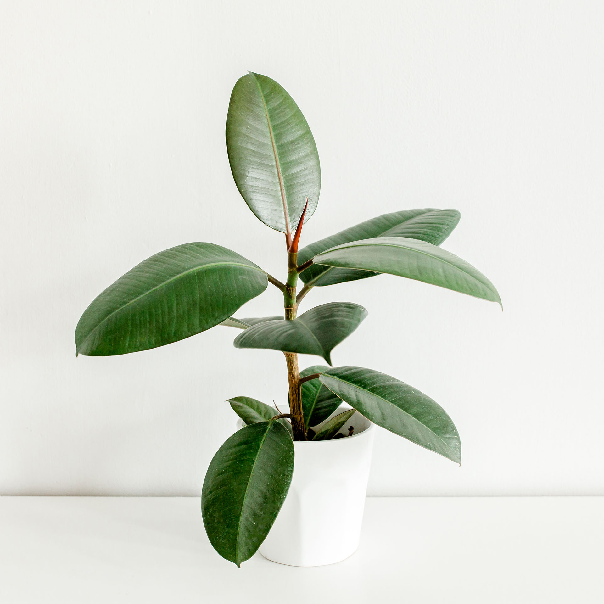 Caoutchouc, Ficus elastica