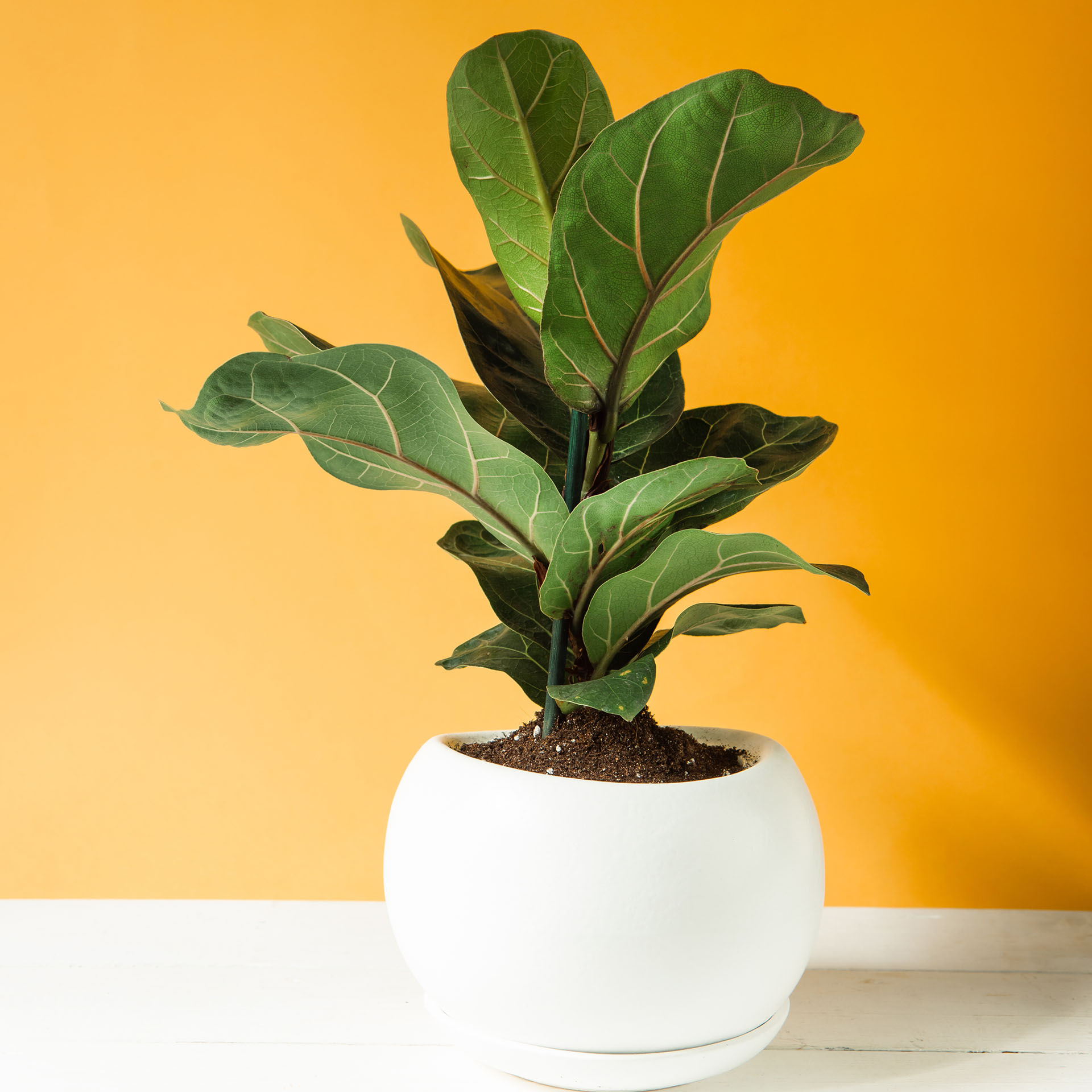 Ficus lyre, Ficus lyrata
