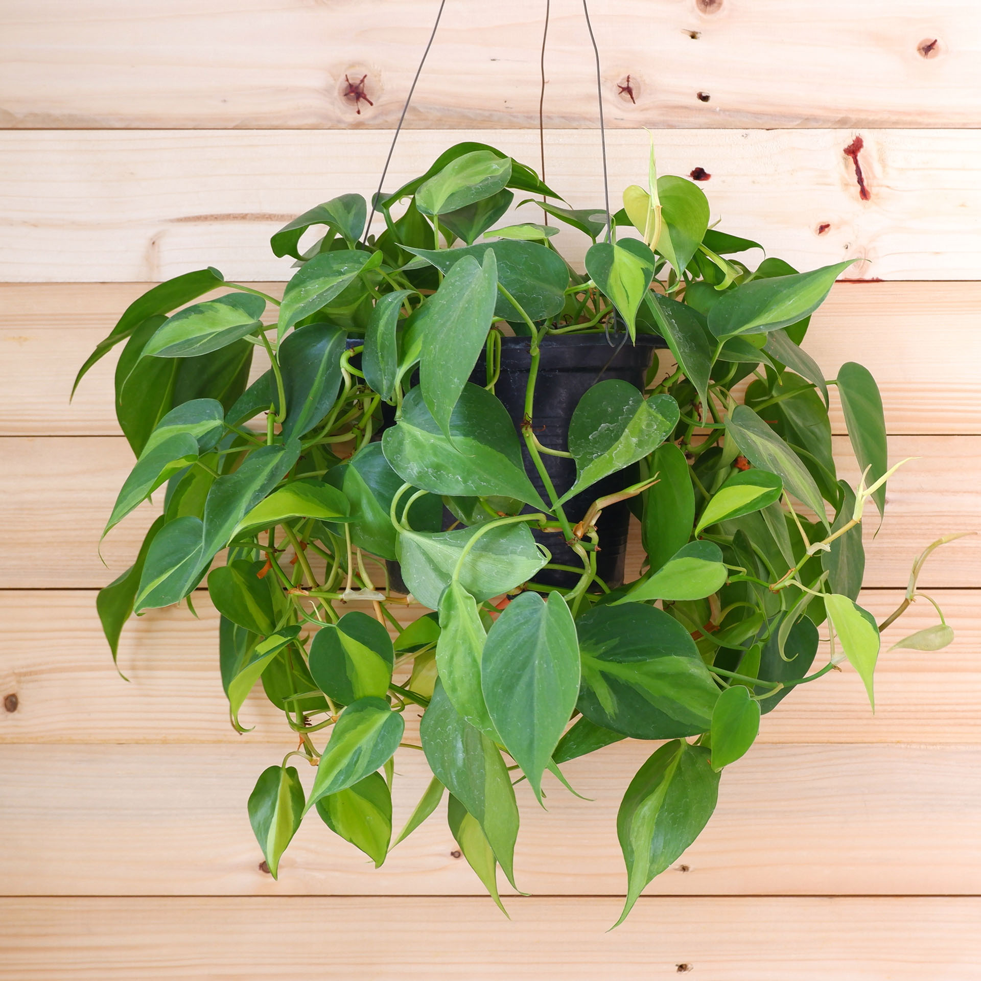 Philodendron, Philodendron hederaceum