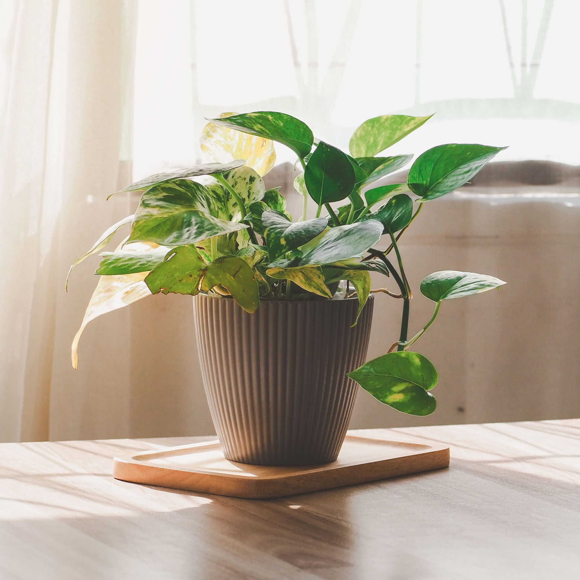 Pothos, Epipremnum aureum