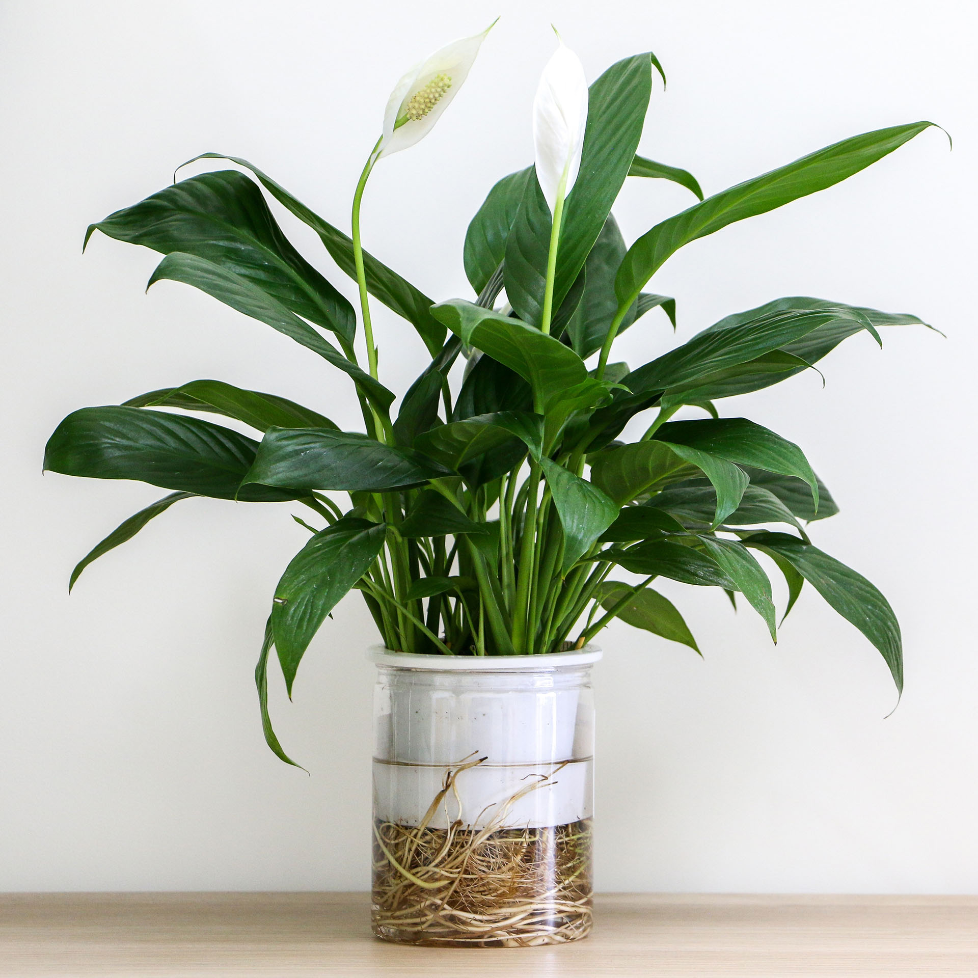 Fleur de lune, Spathiphyllum wallisii
