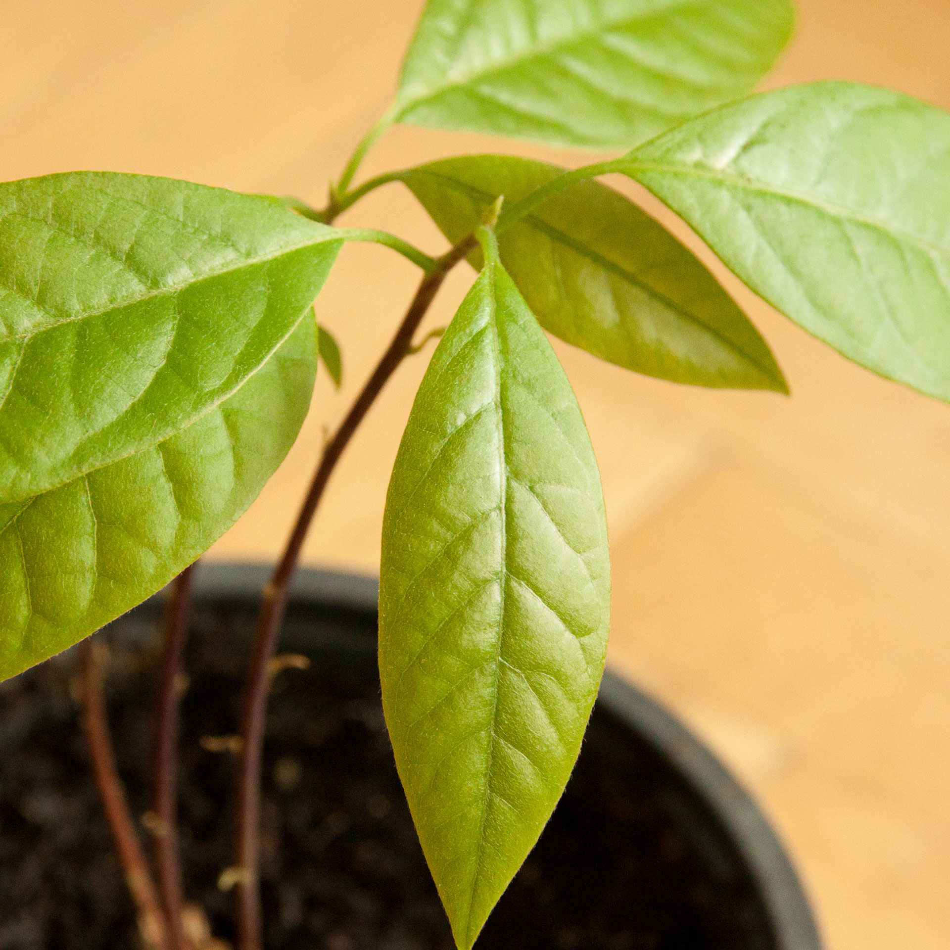 Avocatier, Persea americana