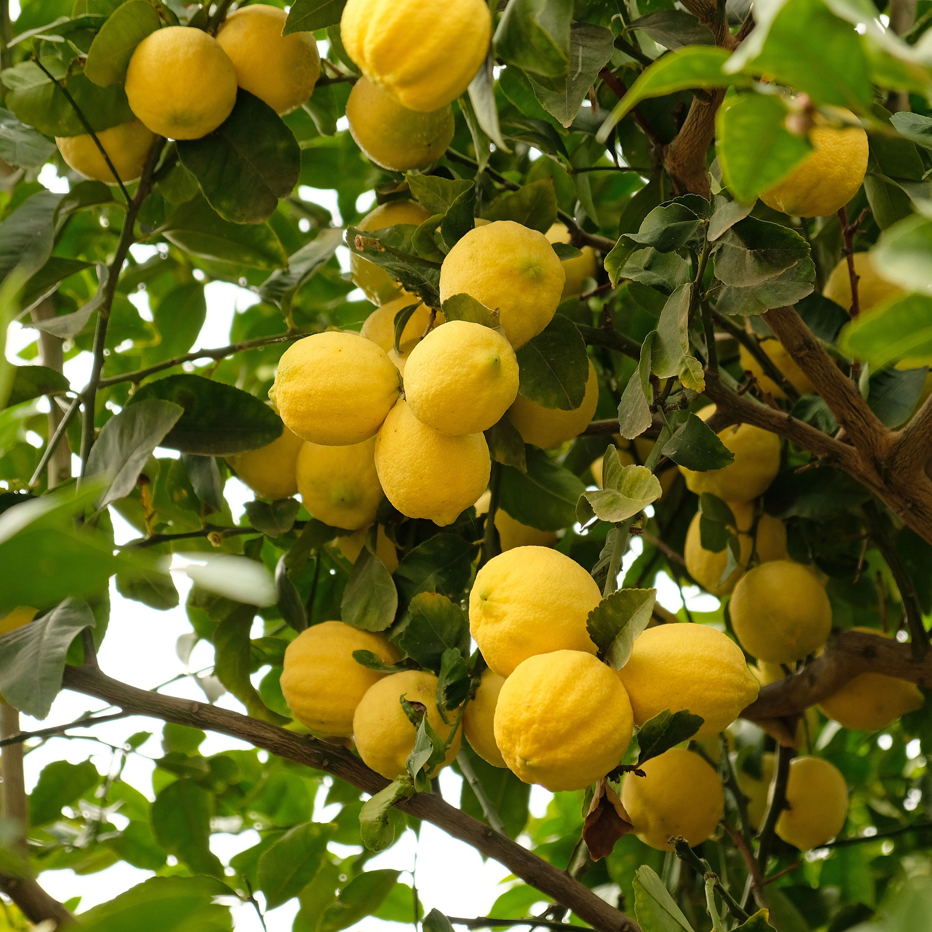 Citronnier, Citrus limon