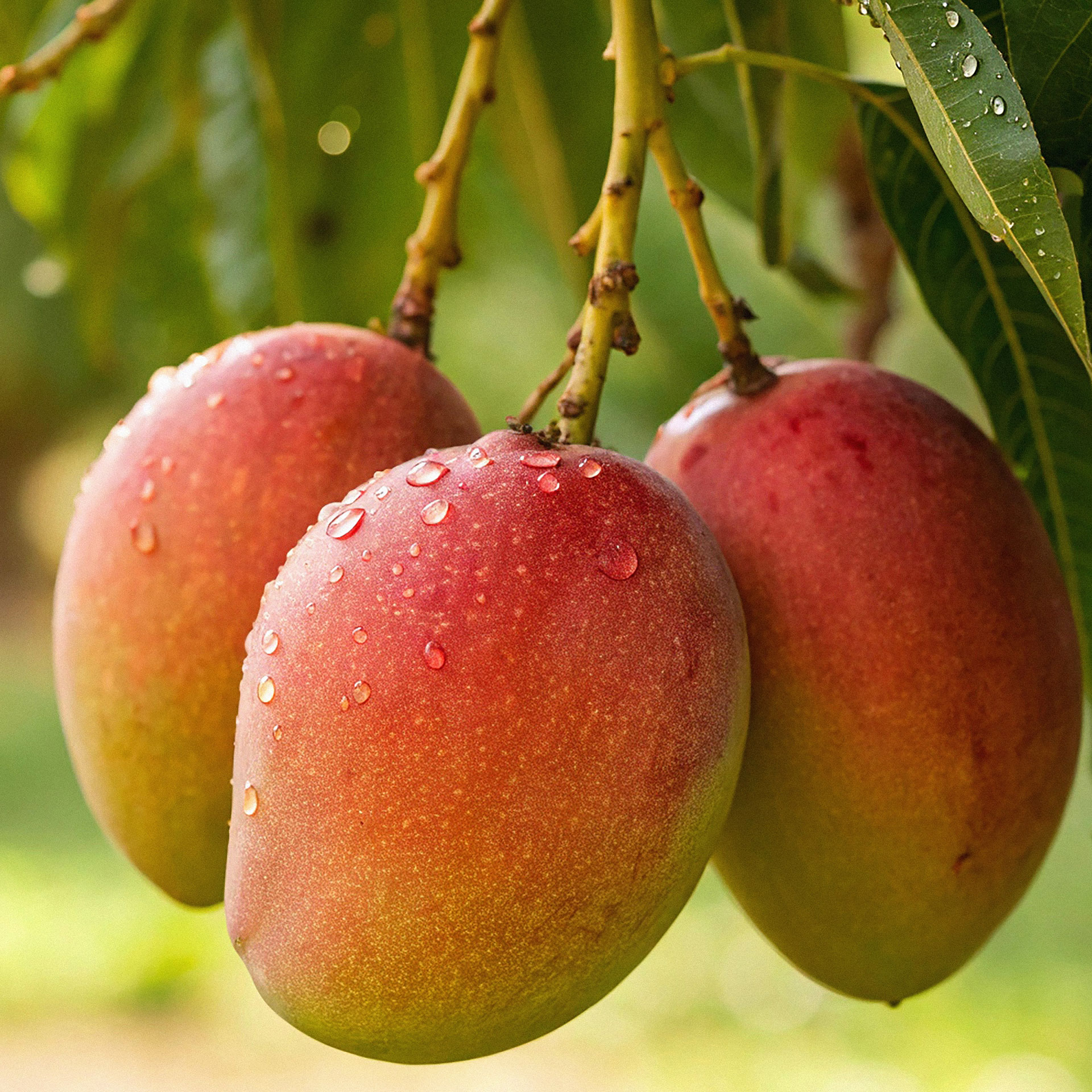 Manguier, Mangifera indica