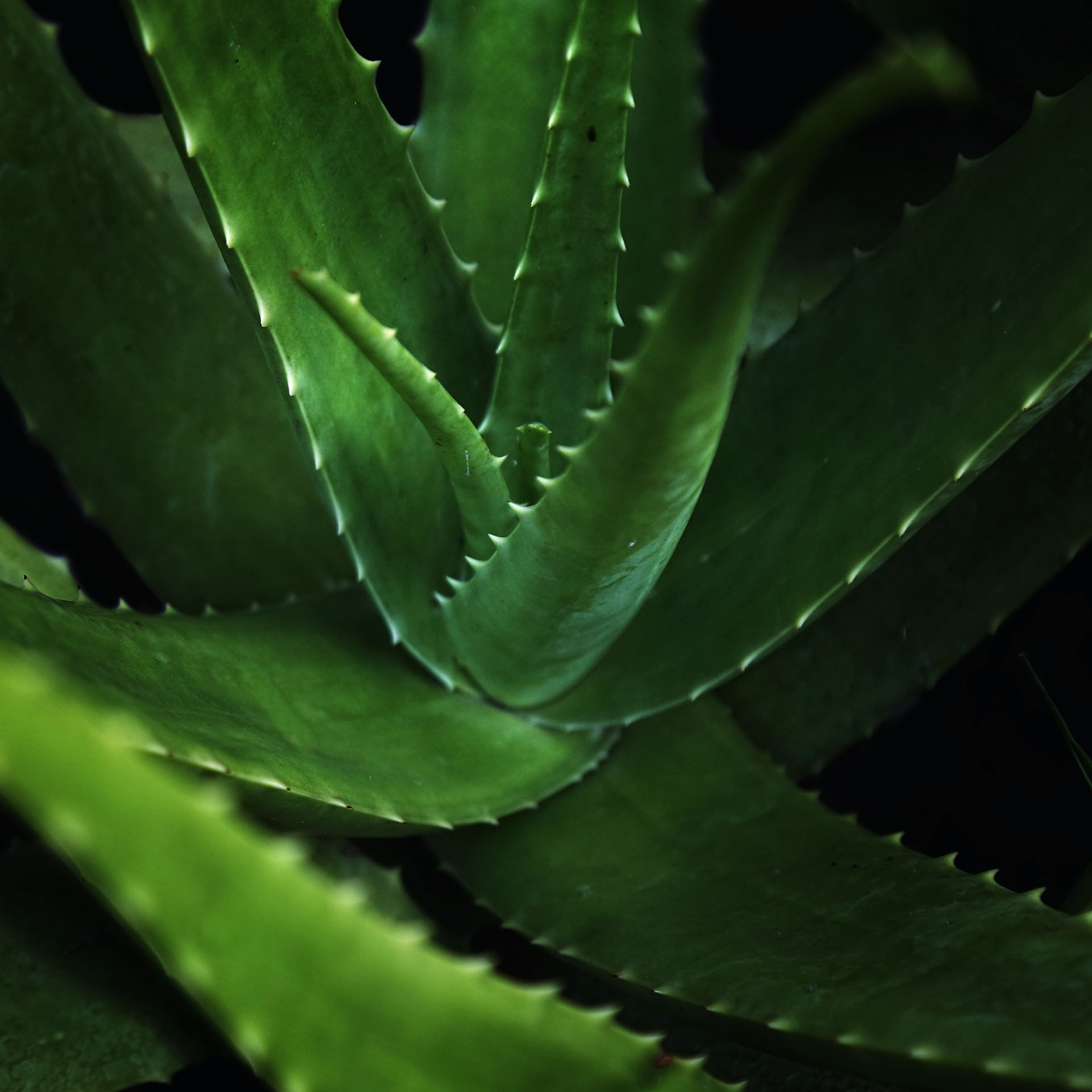 Aloe vera, Aloe barbadensis