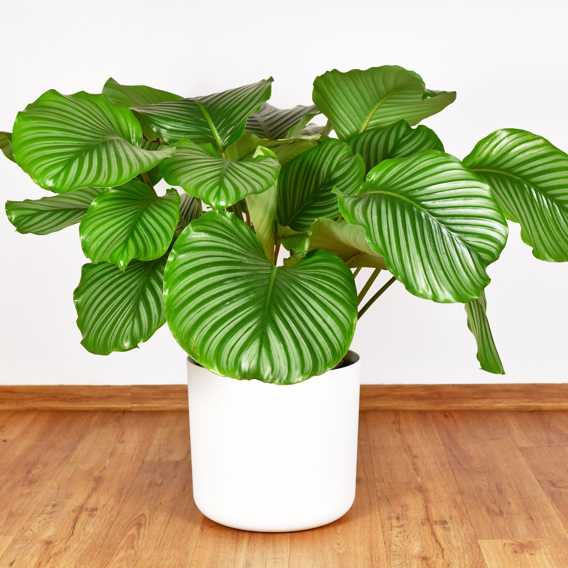 Calathea, Goeppertia orbifolia