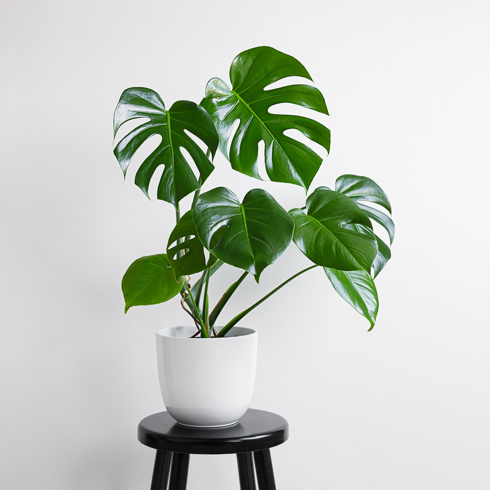 Monstera, Monstera deliciosa
