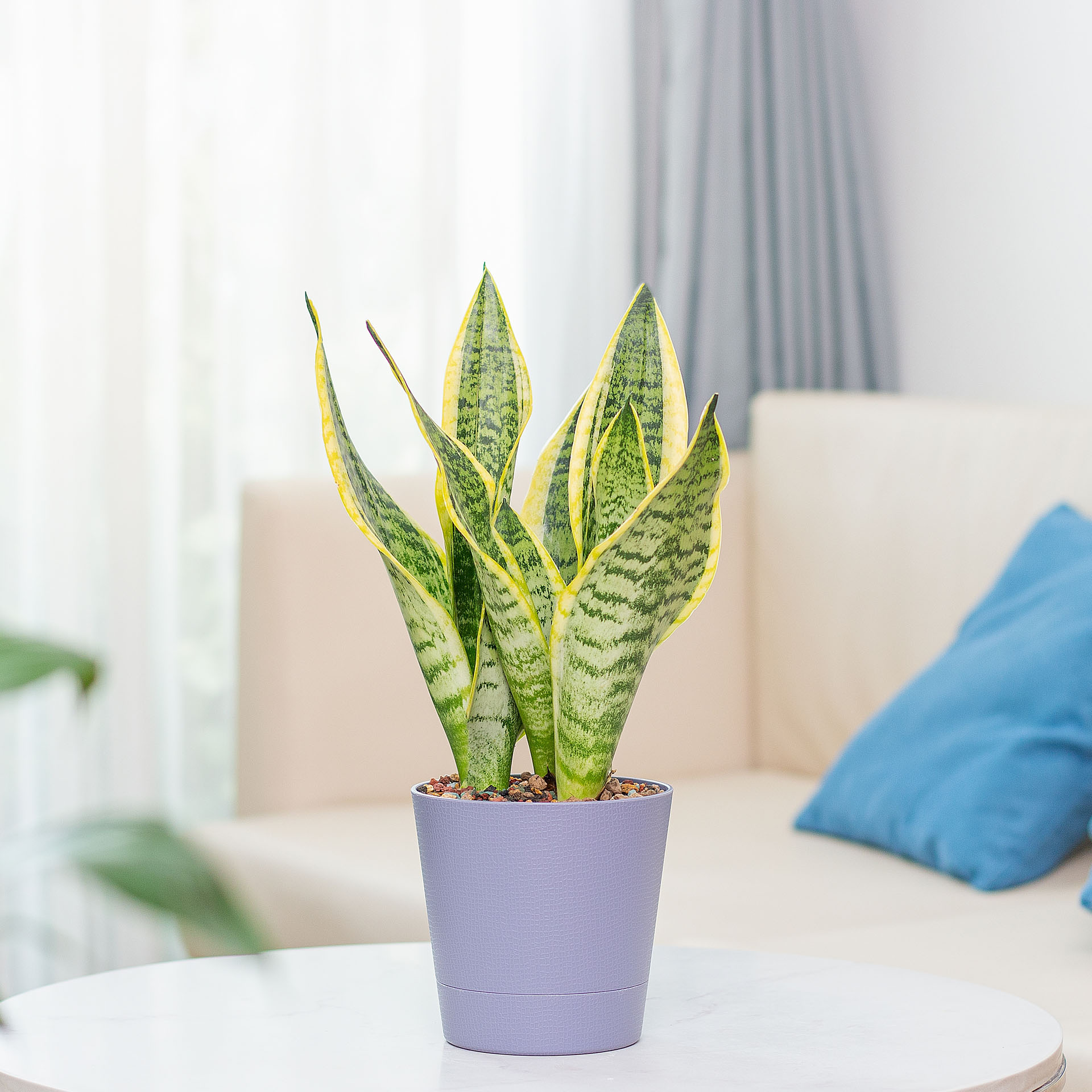 Sansevieria, Dracaena trifasciata