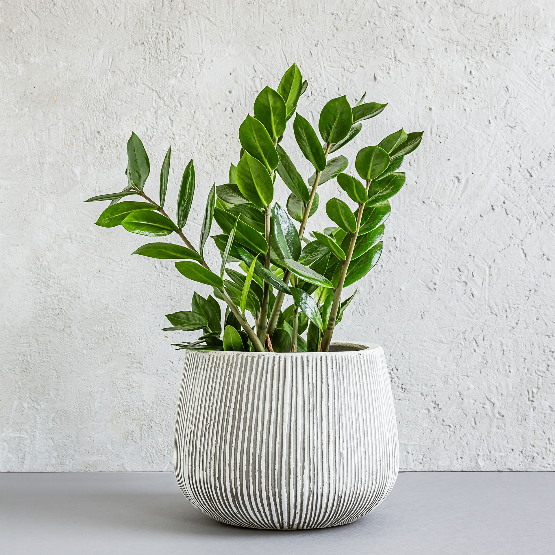 Zamioculcas, Zamioculcas zamiifolia