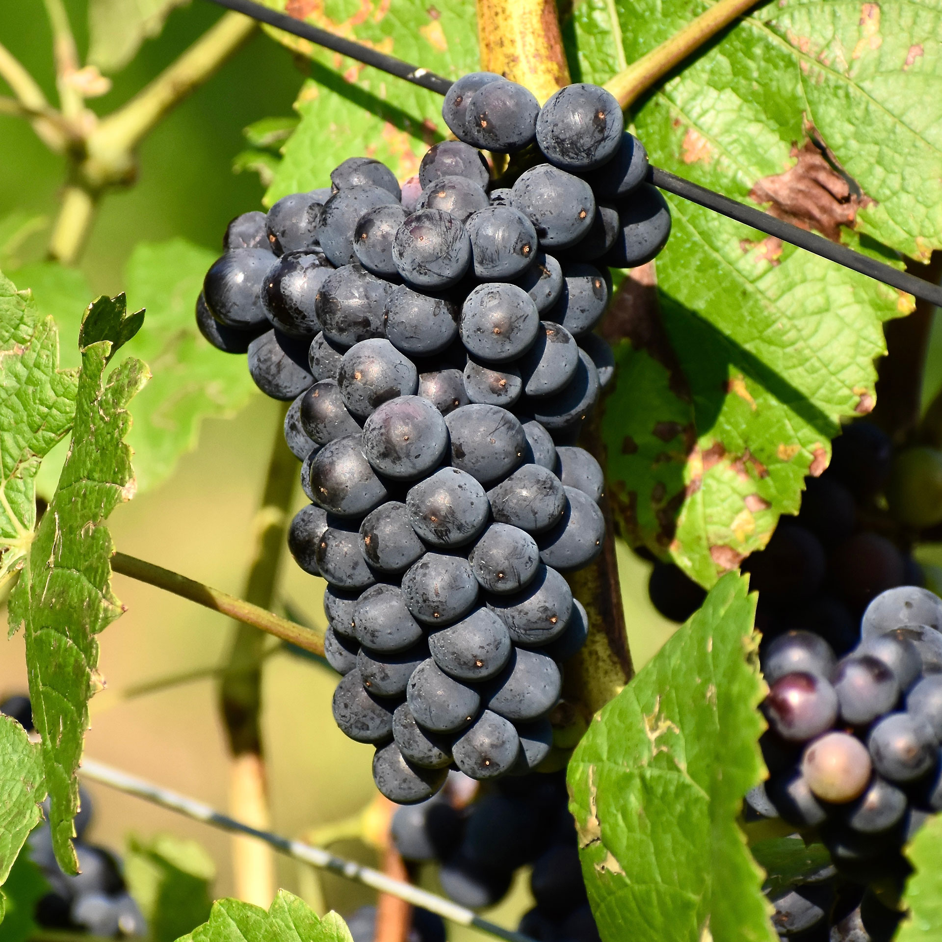 Vigne, Vitis vinifera
