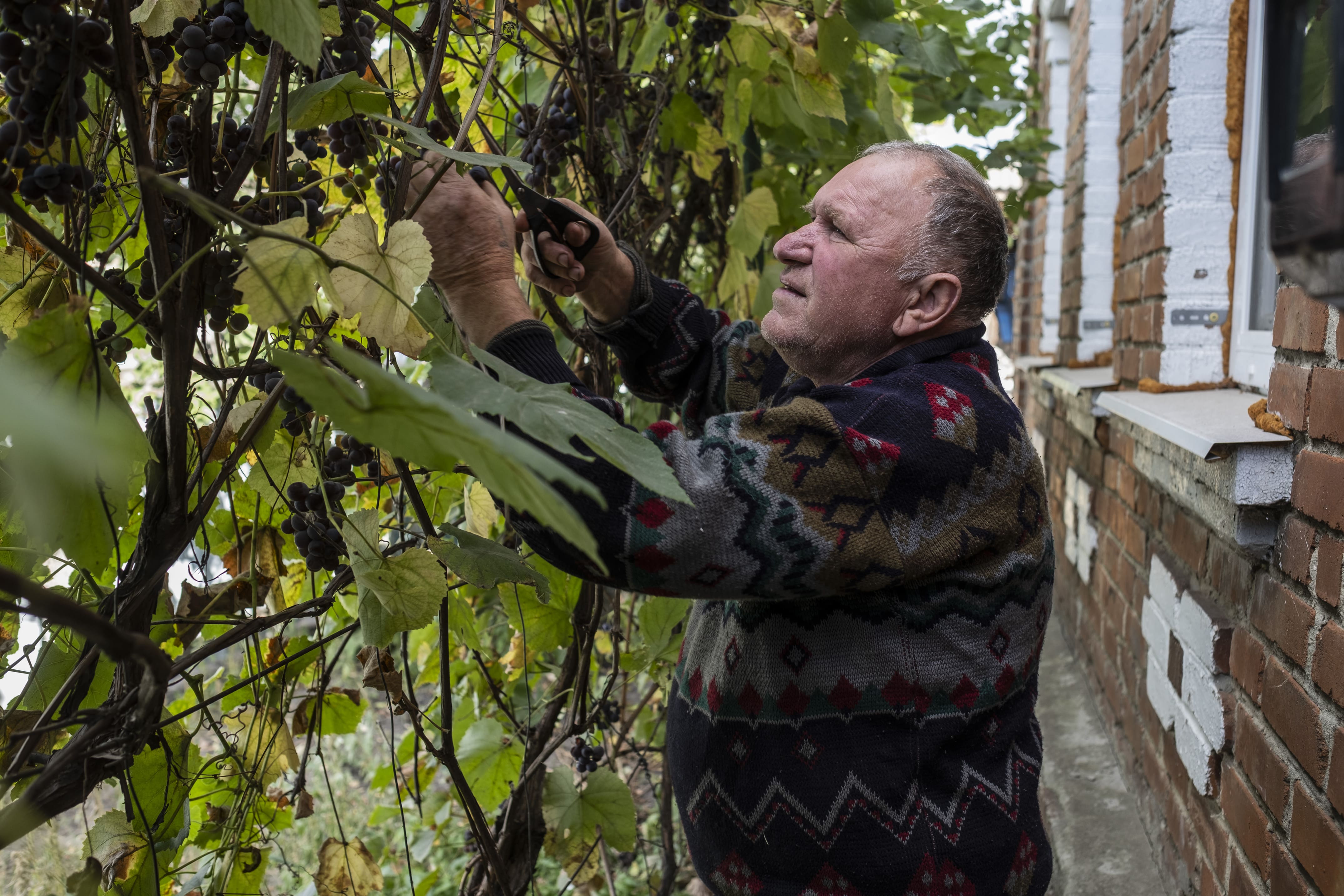 Vasyl, 67 ans et petit agriculteur, cueille des raisins dans la cour de sa maison, le 25 septembre 2025. 
