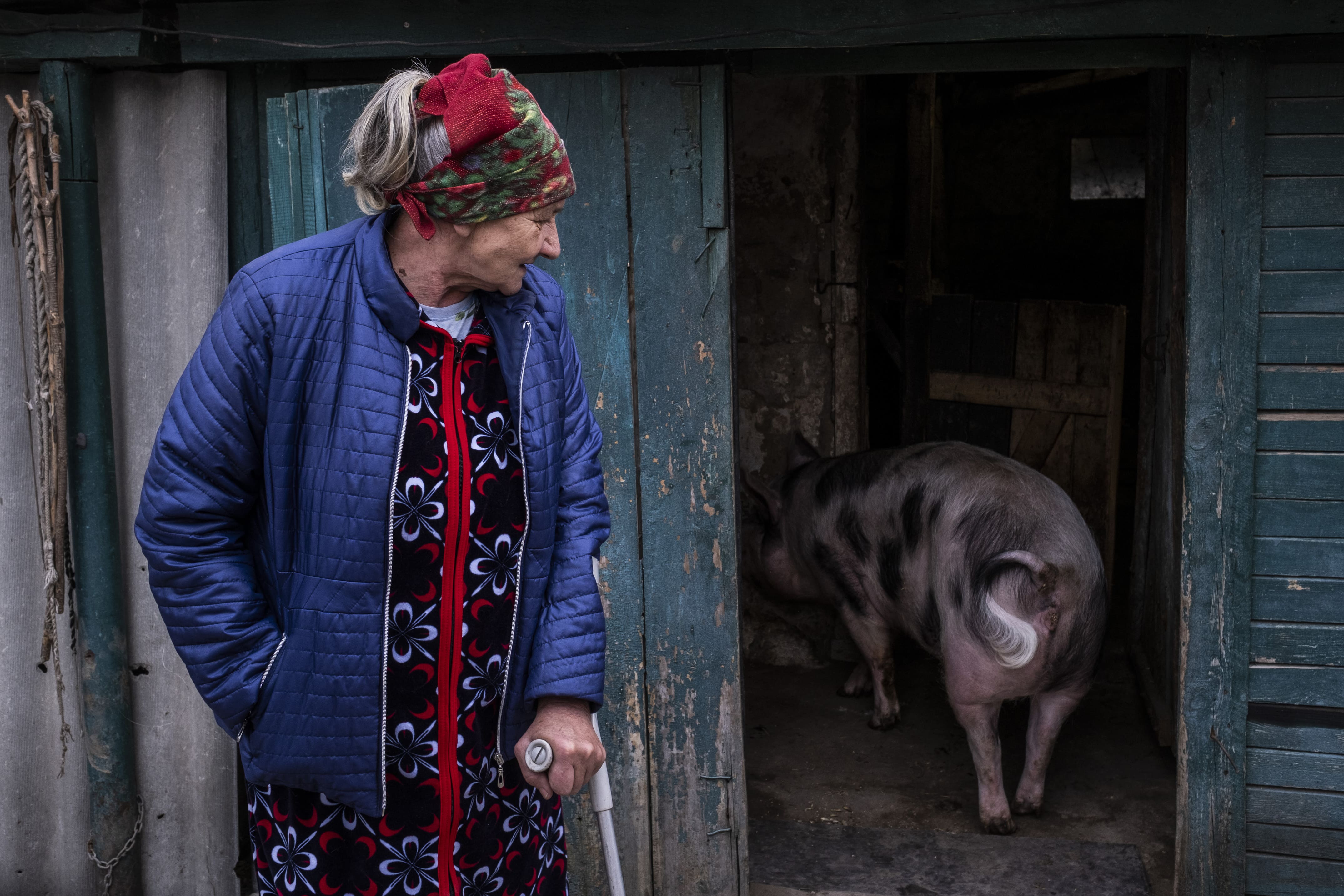 Tatiana regarde son cochon entrer dans l'étable pour y manger, le 16 mars 2026. Elle et Vasyl sont autosuffisants et se nourrissent essentiellement de ce qu'ils cultivent dans leurs petit champ et potager.