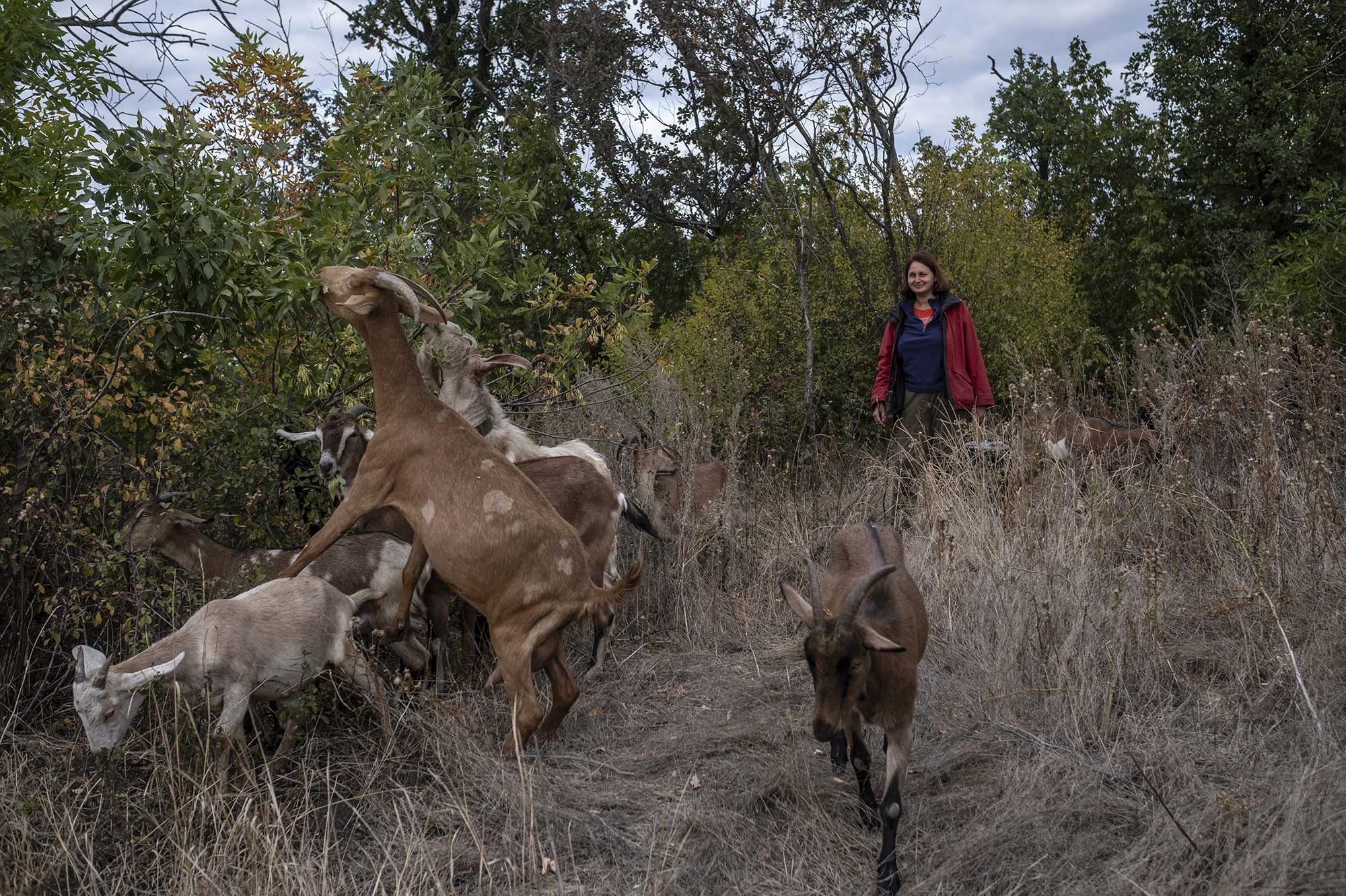 Liudmila, agricultrice dans le village de Kamianka, fait brouter ses chèvres dans une zone déminée près de ses champs, le 2 octobre 2025.