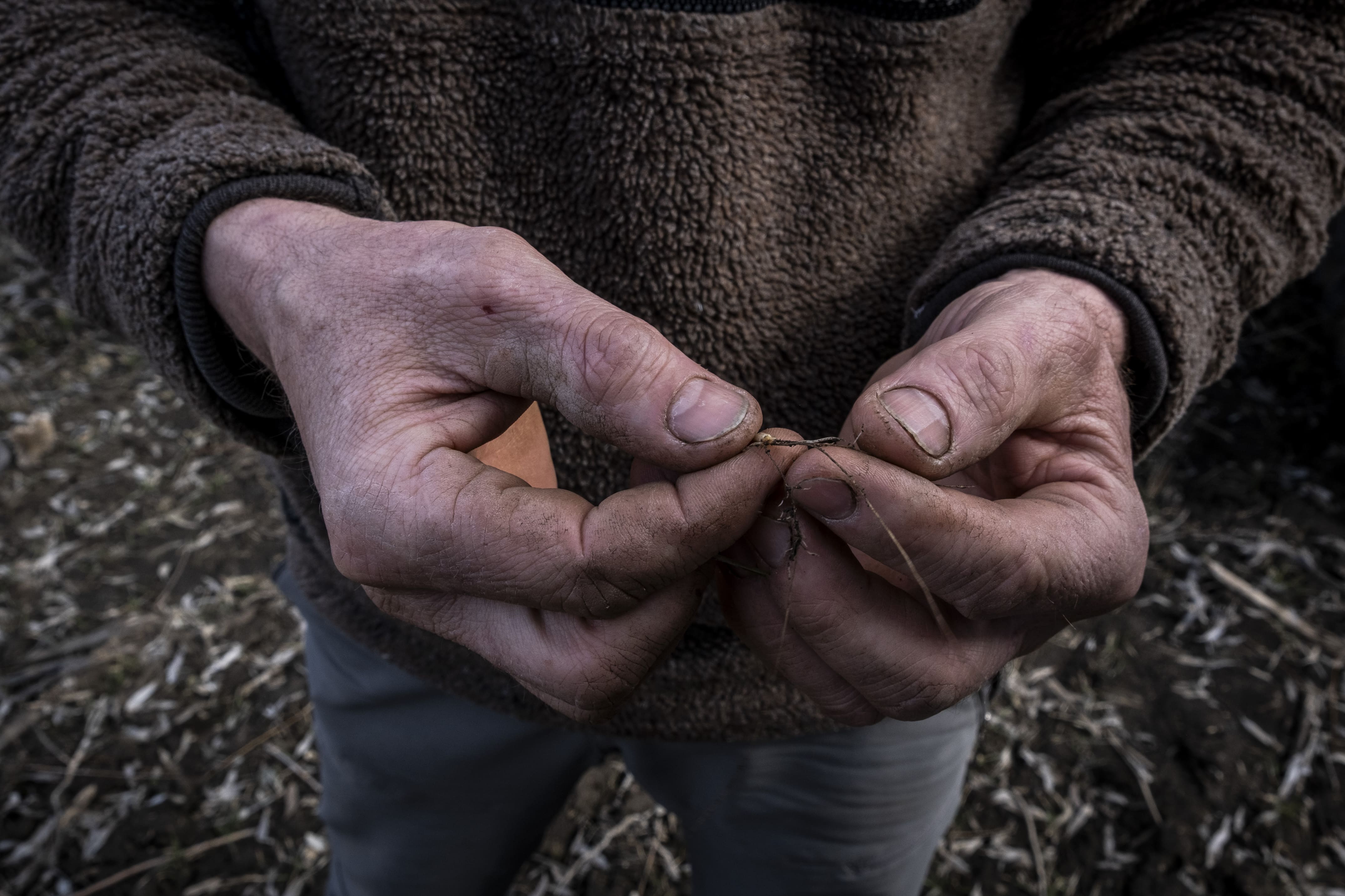 Volodymyr montre, le 16 mars 2026, une racine de l'herbe de blé qu'il fait pousser dans un des champs qu'il a déminés avec sa femme Liudmila en 2023, juste après la libération du village de Kamianka.