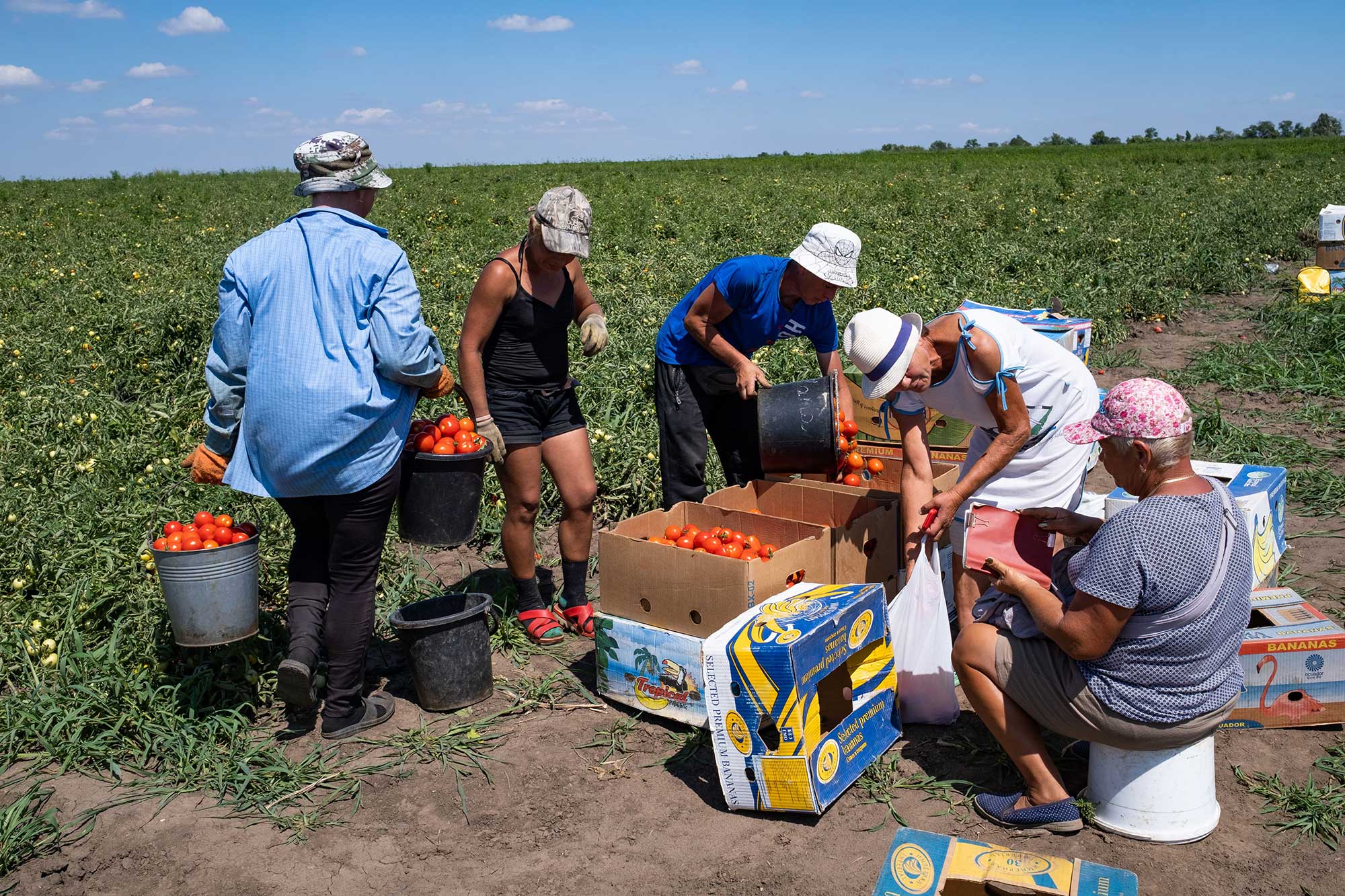 Des ouvriers travaillent dans un champ de tomates de la région de Kherson, qui a été épargné par les mines et les inondations, le 4 août 2023.