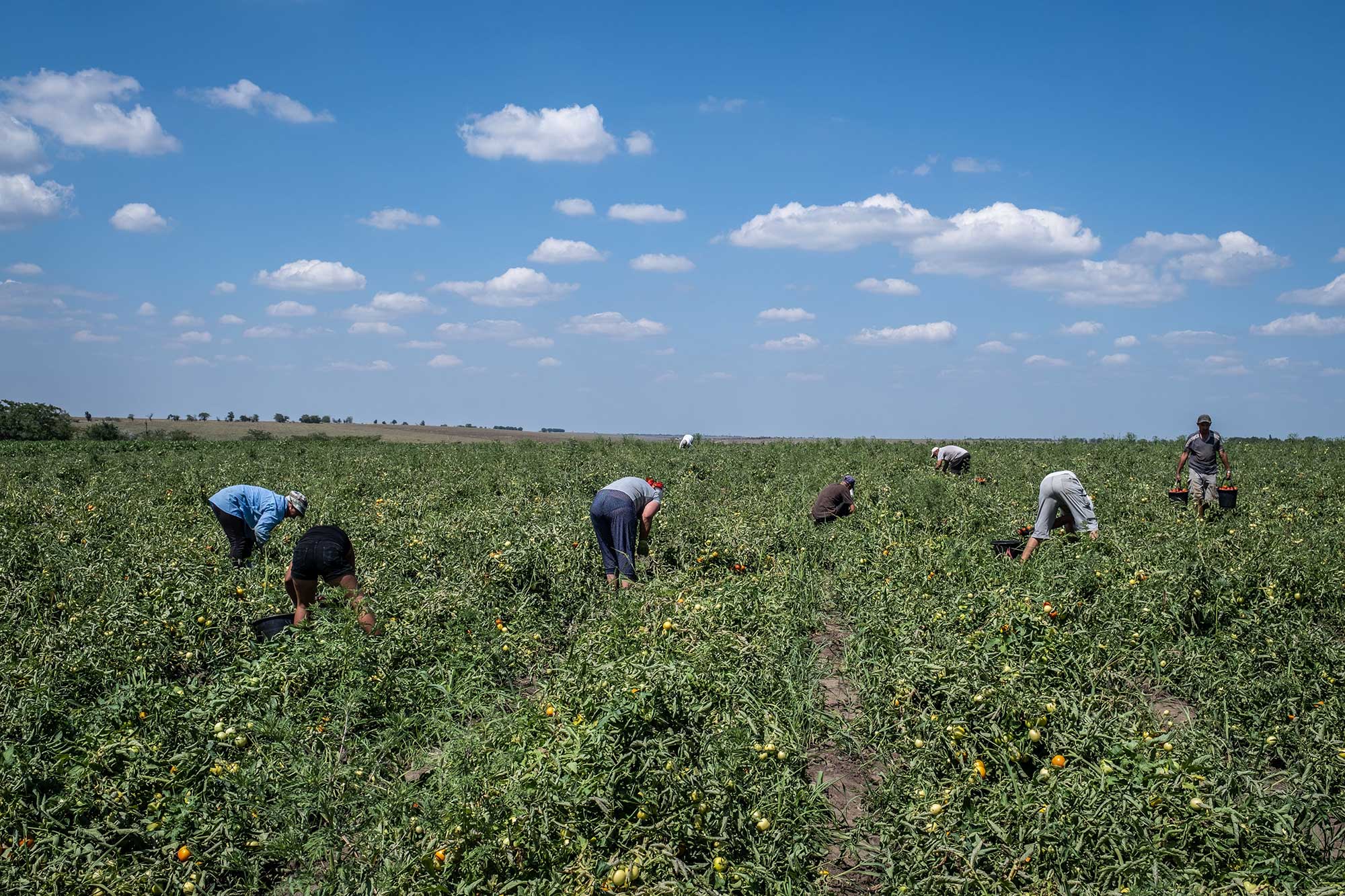 Des ouvriers travaillent dans un champ de tomates de la région de Kherson qui a été épargné par les mines et les inondations, le 4 août 2023.
